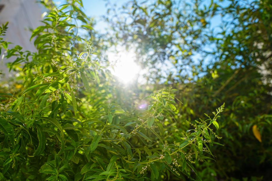 Leben ohne Zucker: Ihr Weg zu mehr Energie, Wohlbefinden und nachhaltiger Gesundheit