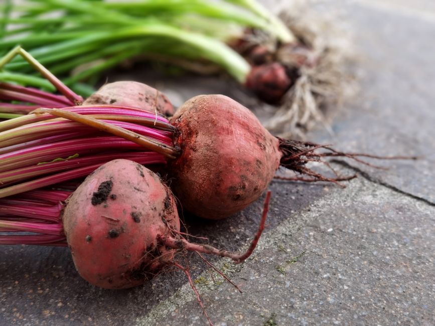 Paleo Ernährung: Zurück zum Ursprung für mehr Energie und nachhaltiges Wohlbefinden
